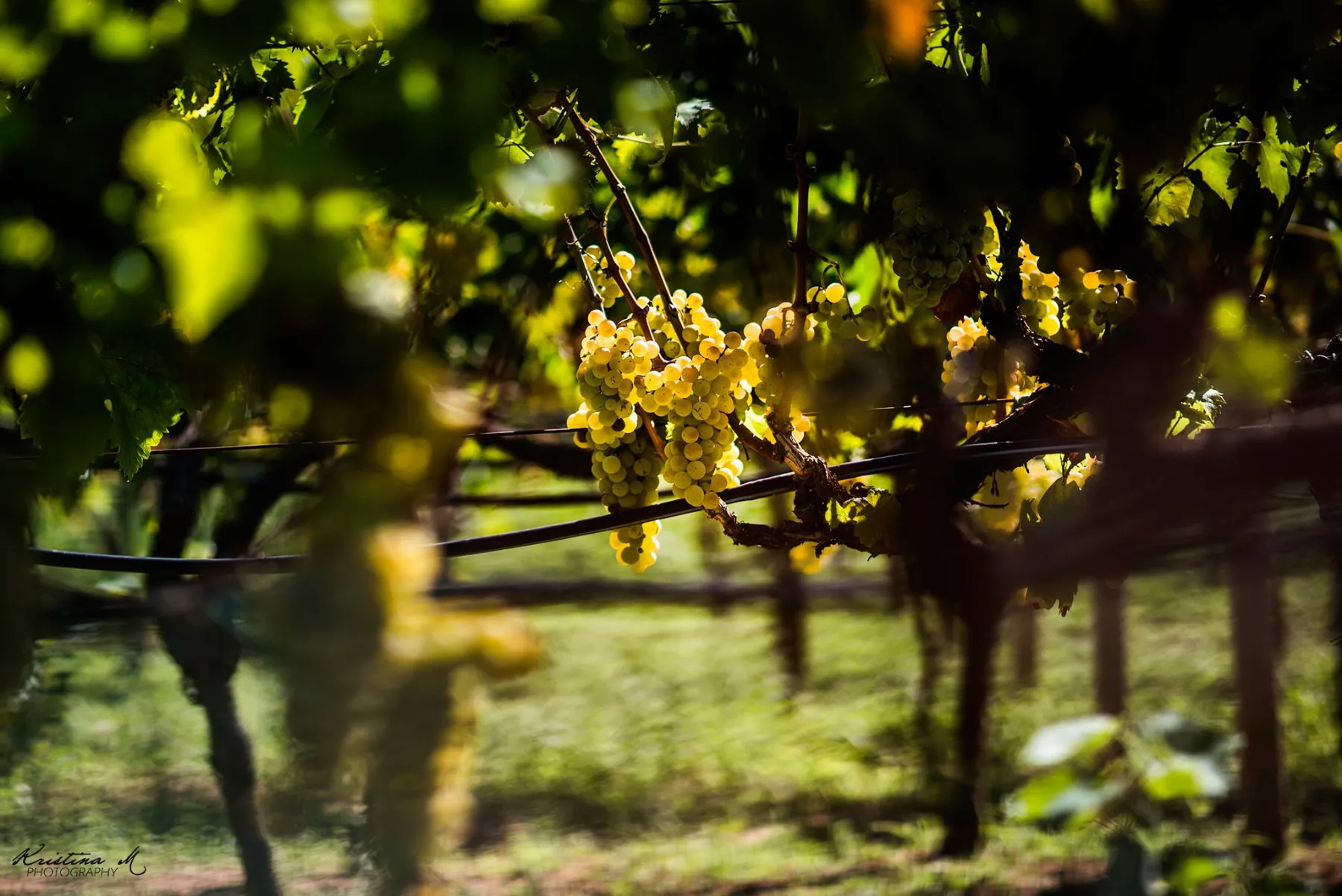 Vinograd u Malom Ograđeniku