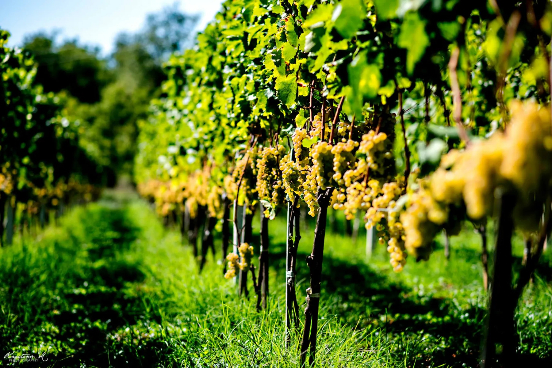 Vinograd u Čalićima
