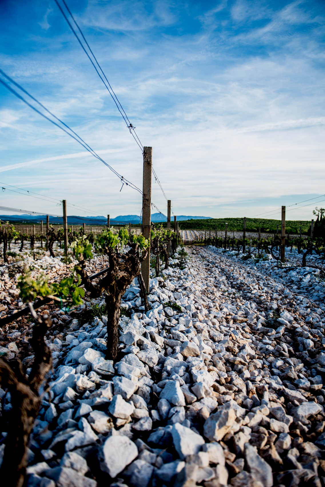 Kameni vinogradi